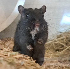 Preview Fred: männlich, geboren November 2022