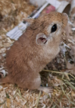 Preview Minchen: weiblich, geboren August 2024