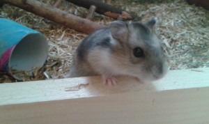 Preview Alles was du über Hamster wissen solltest