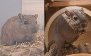 Preview Marti & Tommy