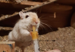 Preview Rennmaus Verletzungen