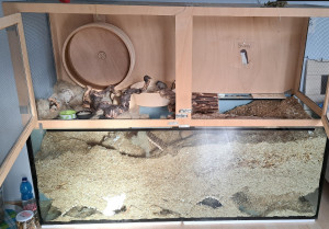 Preview Rennmaus Gehege und Einrichtung