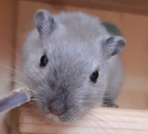 Preview Rennmaus Aufnahme, Abgabe, Vergesellschaftung und Beratung