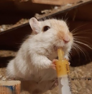 Preview Krankheitssymptome erkennen